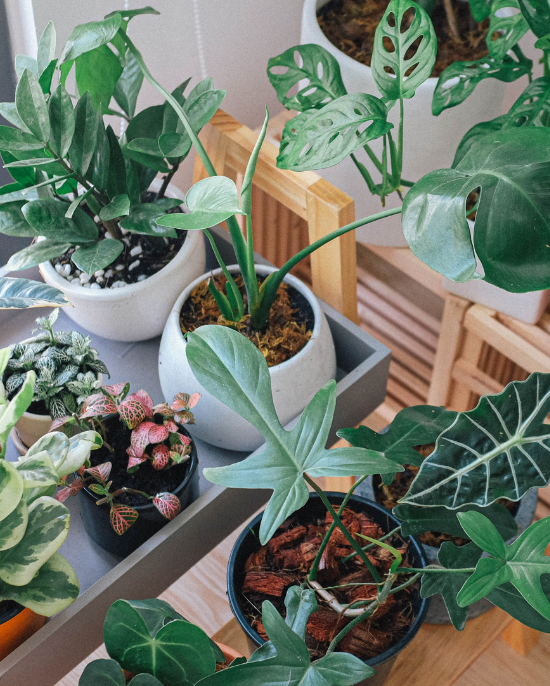 Plantas artificiales en casa